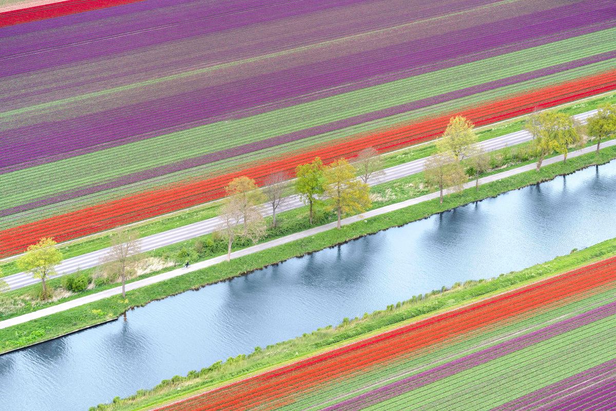 Spring Reflections, Dutch Tulip Fields, Netherlands