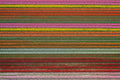 Spring Spectrum, Dutch Tulip Fields, Netherlands