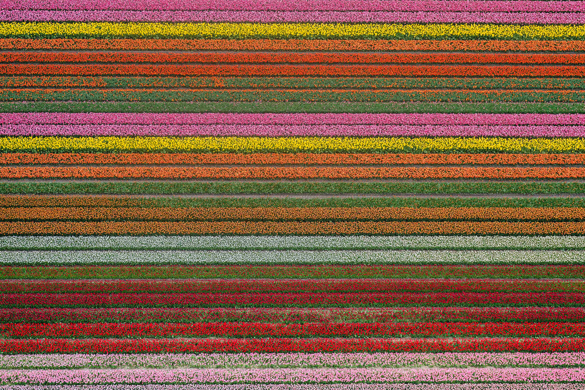 Spring Spectrum, Dutch Tulip Fields, Netherlands