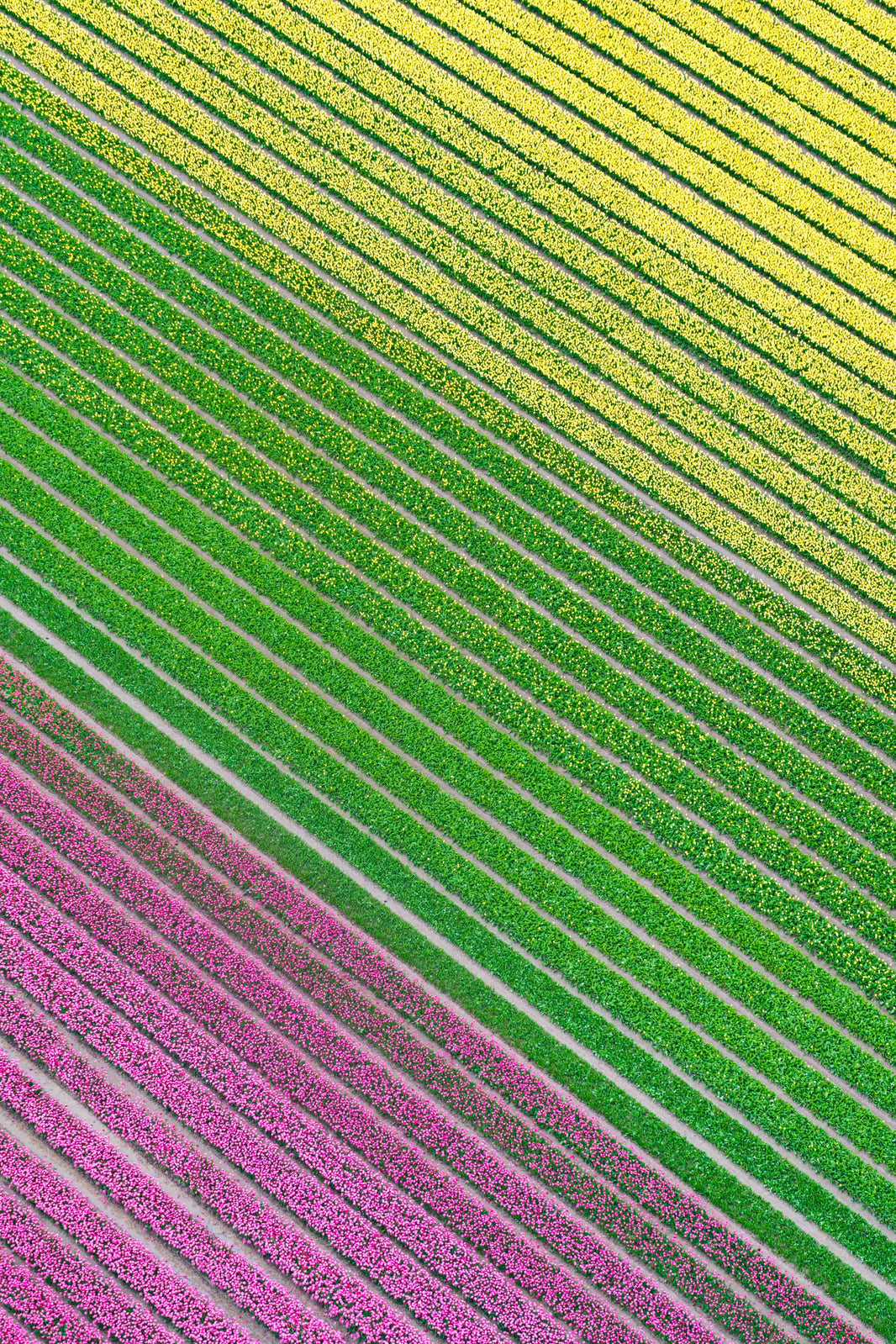 Spring Garden, Dutch Tulip Fields, Netherlands by Gray Malin