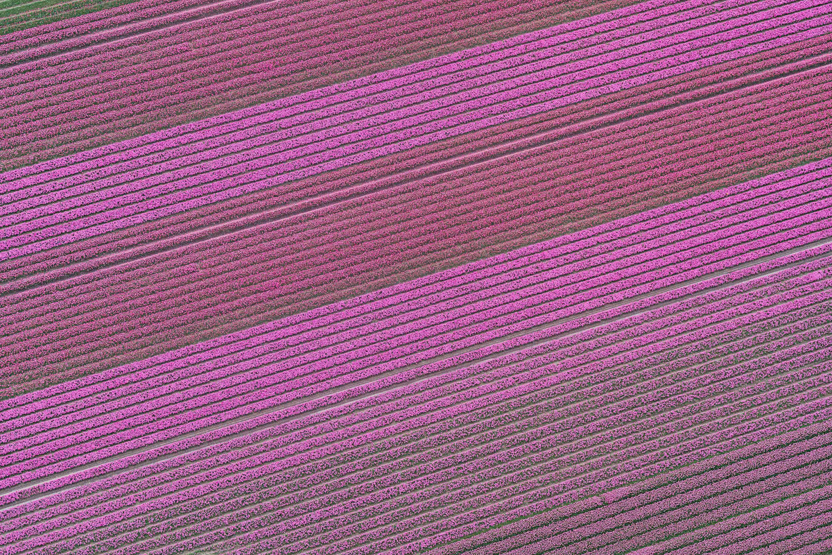 Spring in Bloom, Dutch Tulip Fields, Netherlands