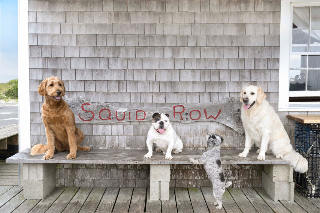 Photography by Gray Malin of Squid Row, Menemsha, Martha’s Vineyard