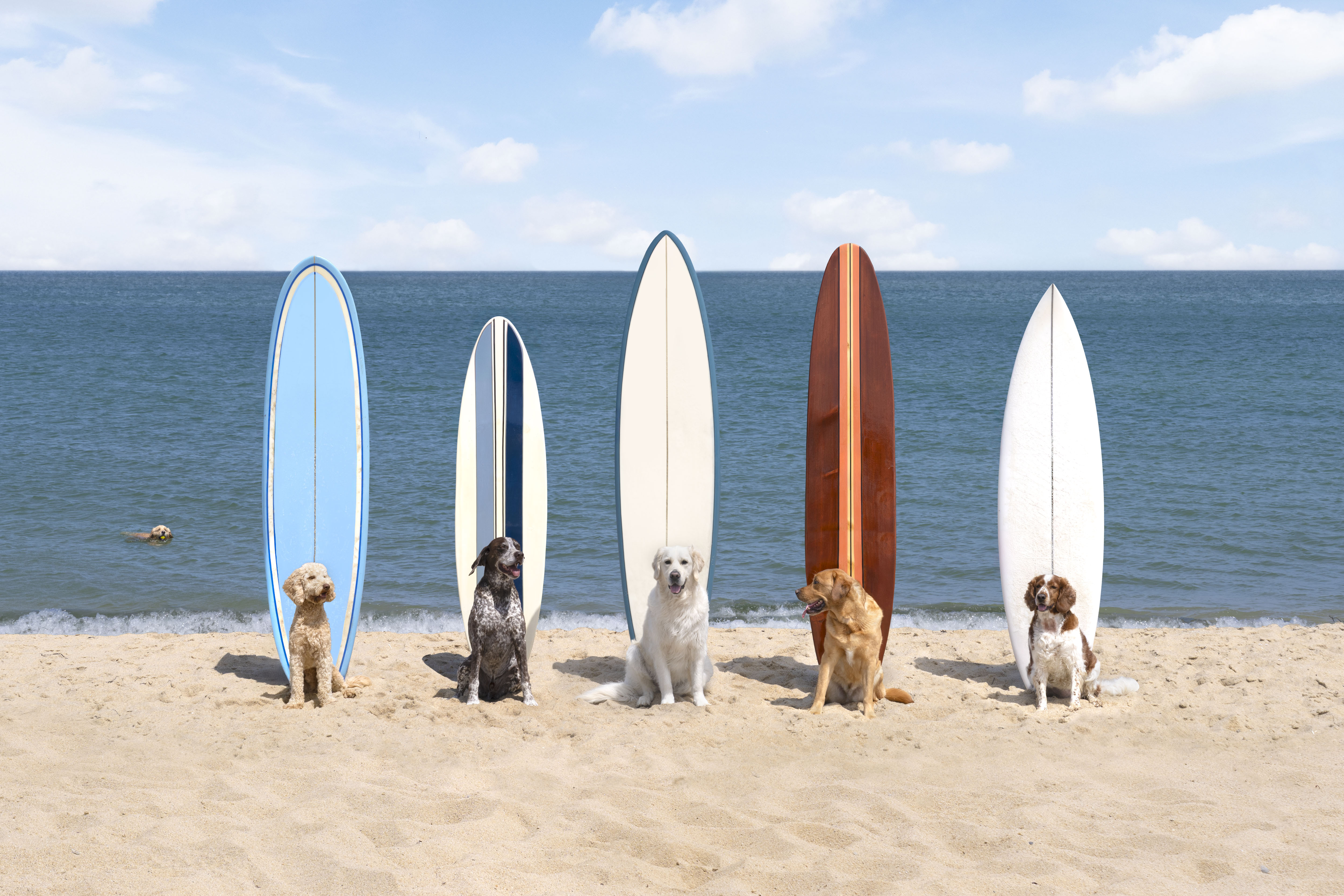 Surf’s Up, Martha’s Vineyard