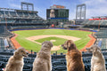Take Me Out to the Ball Game