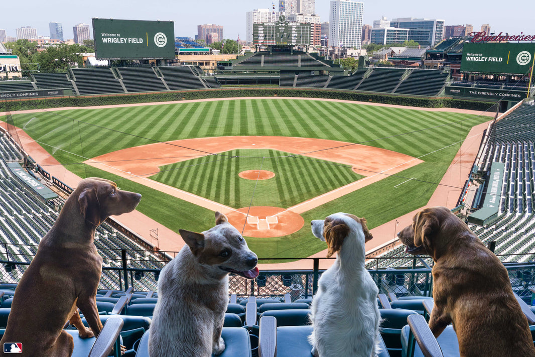 Take Me Out to the Ballgame, Wrigley Field, Chicago