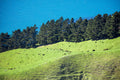 Terraced Pasture, Marlborough, New Zealand