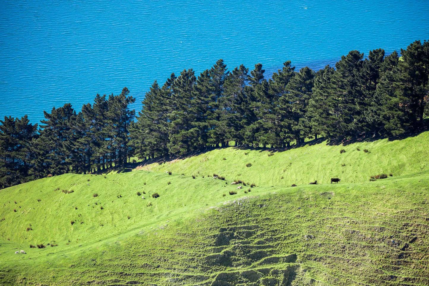 Terraced Pasture, Marlborough, New Zealand