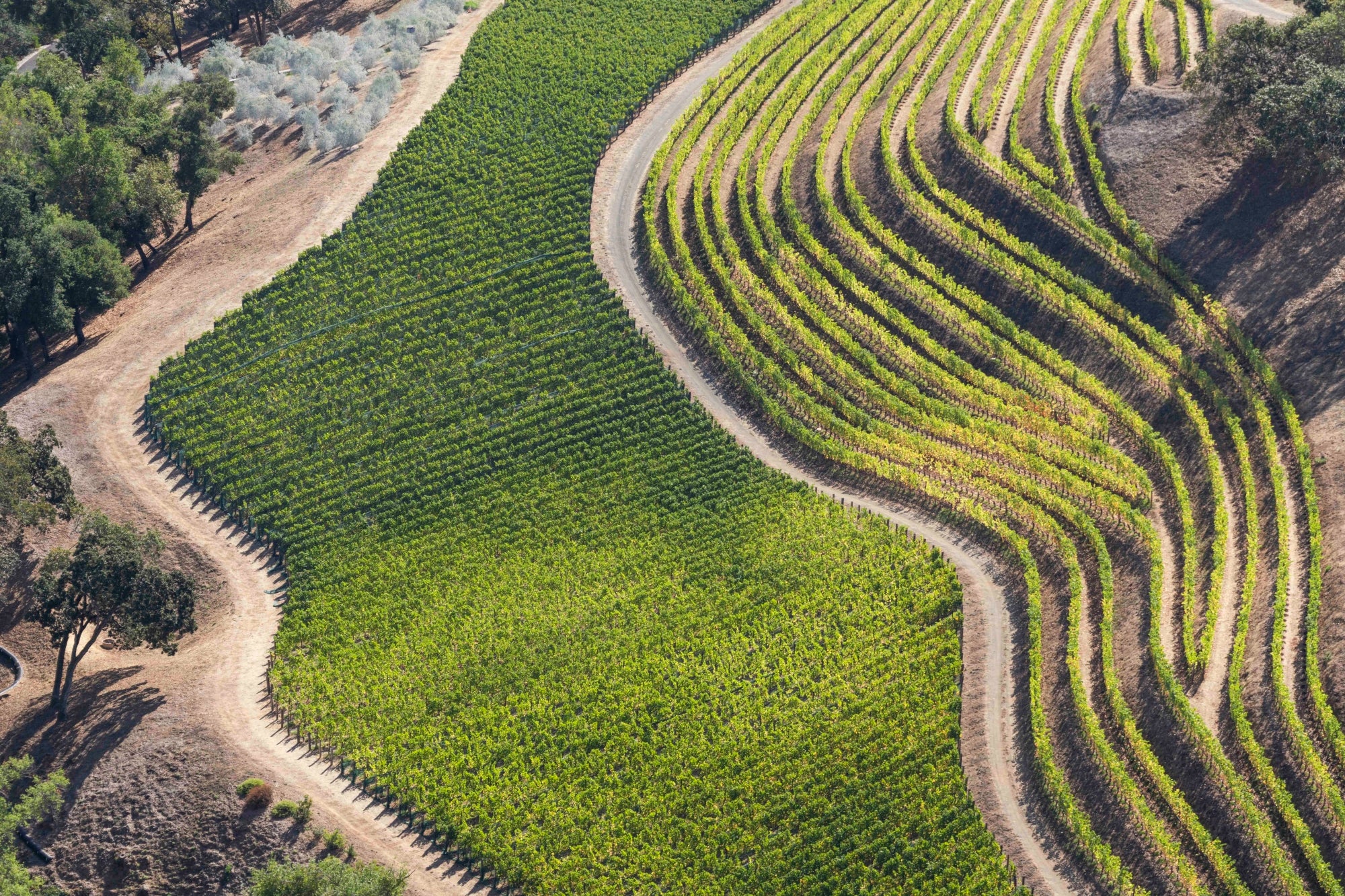 Terraced Vineyards, Napa Valley