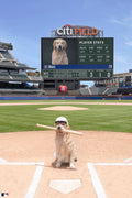 The Pinch Hitter