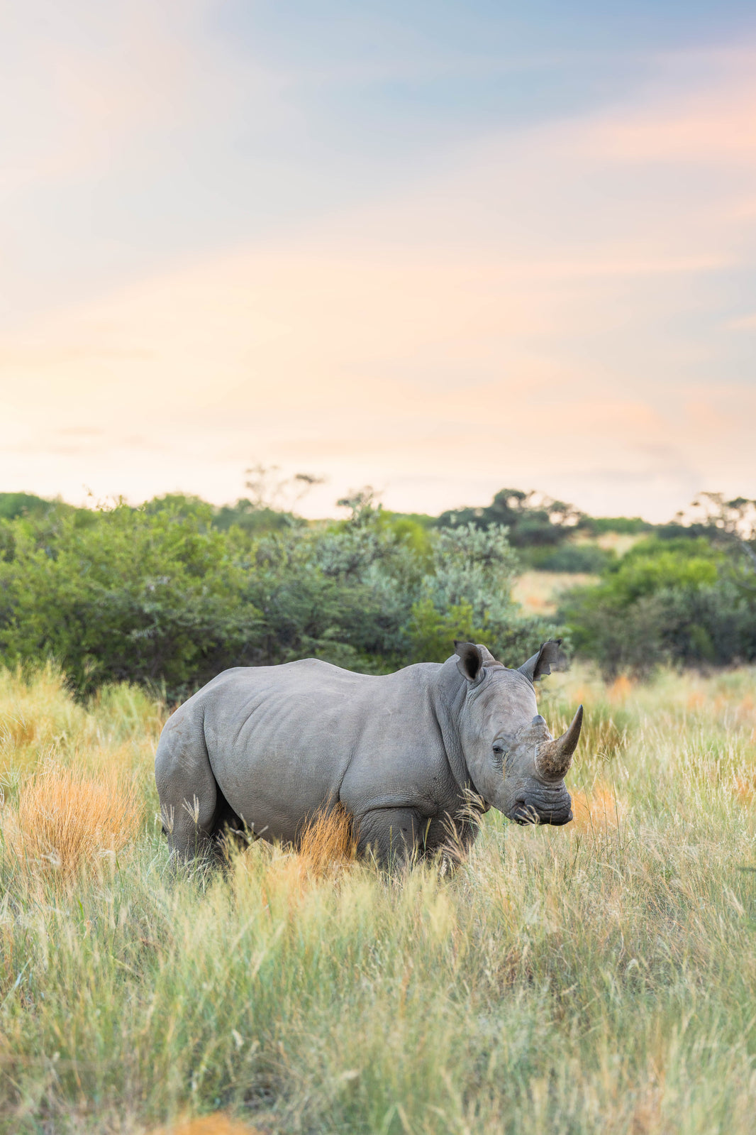 The Rhinoceros, South Africa by Gray Malin
