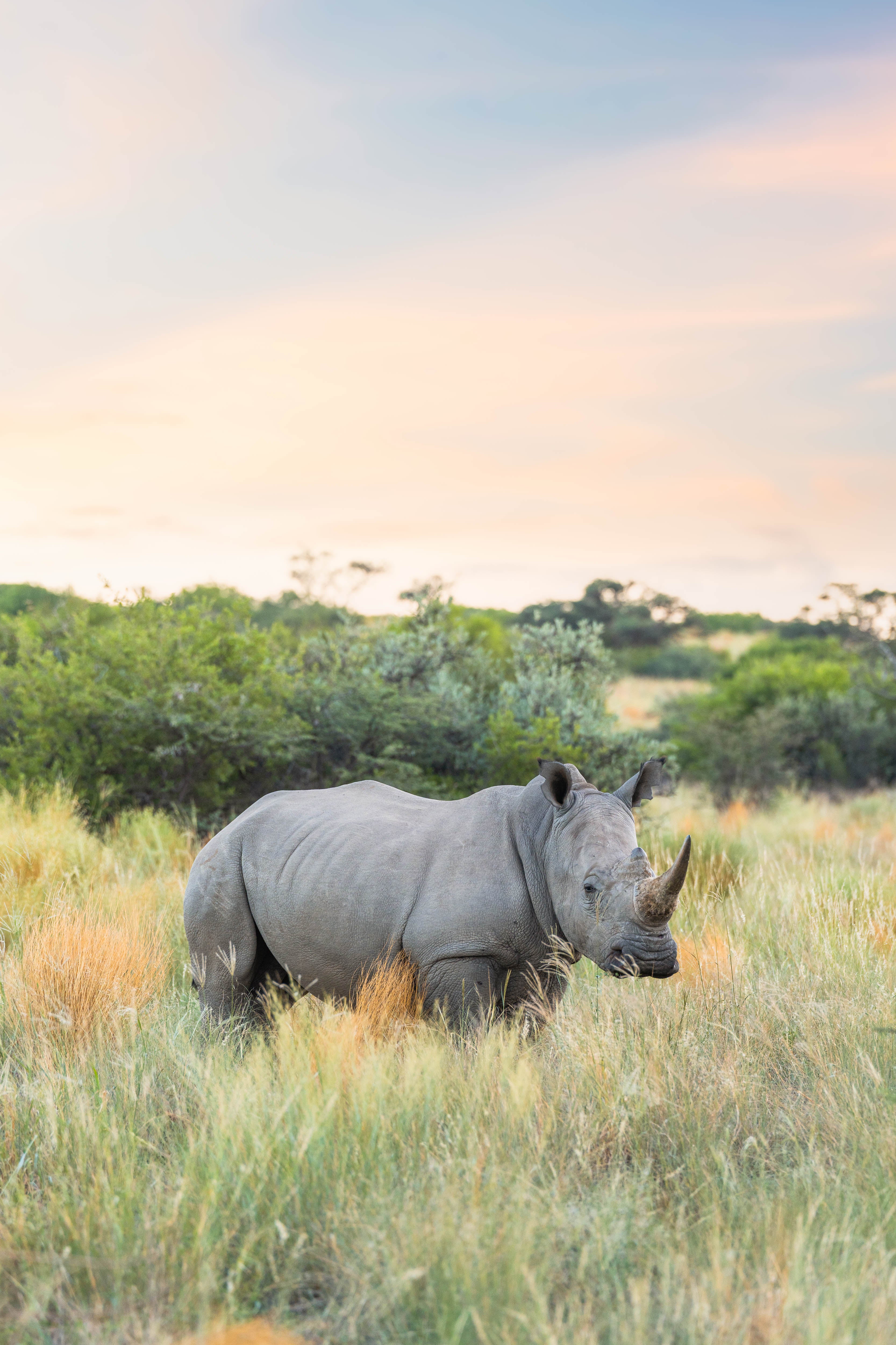 The Rhinoceros, South Africa