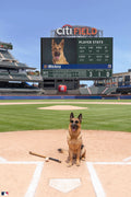The Shortstop