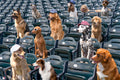 The Spectators