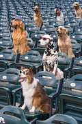 The Spectators Vertical