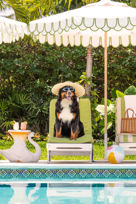 The Bernese Mountain Dog, The Colony Hotel