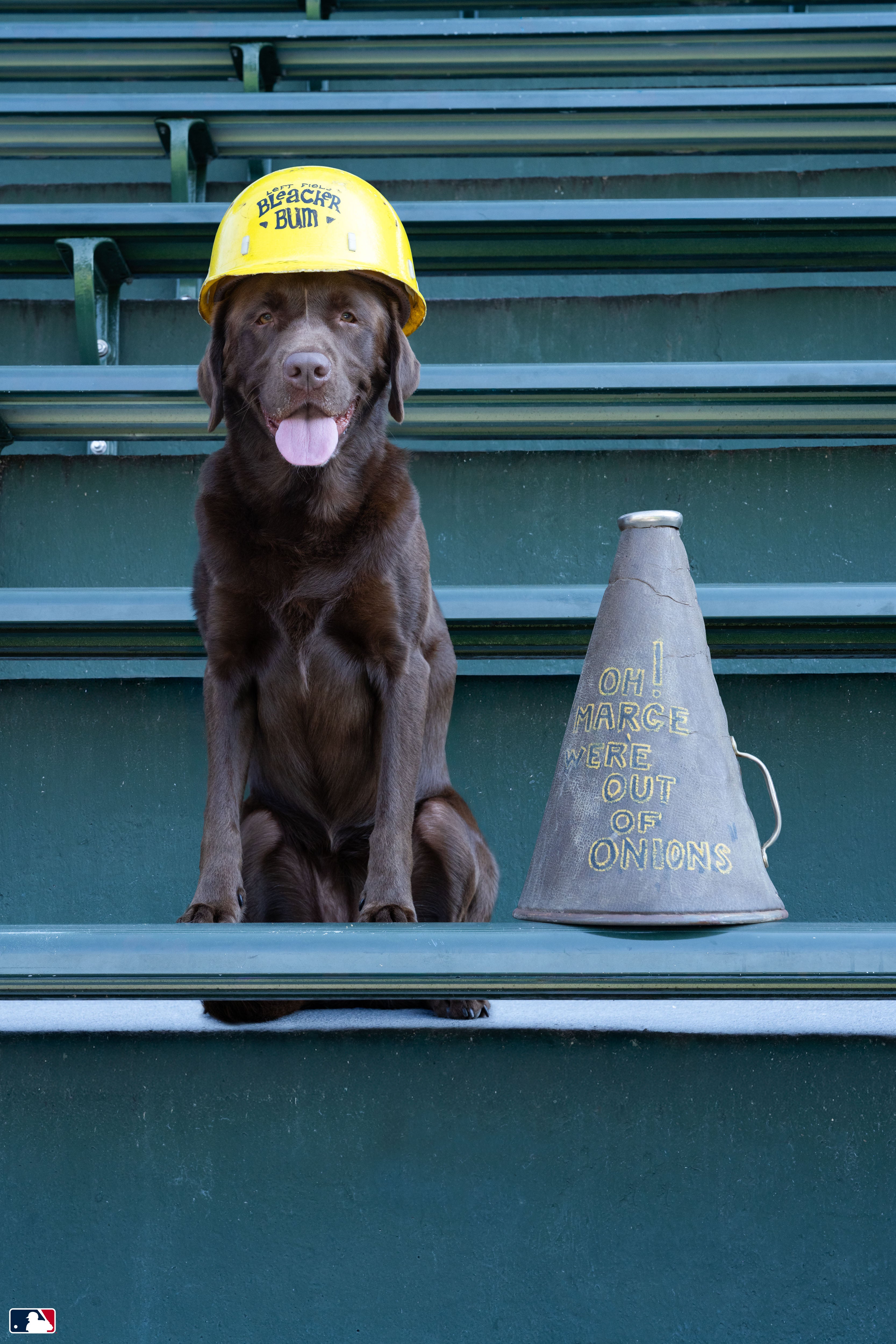 The Bleacher Bum, Wrigley Field, Chicago