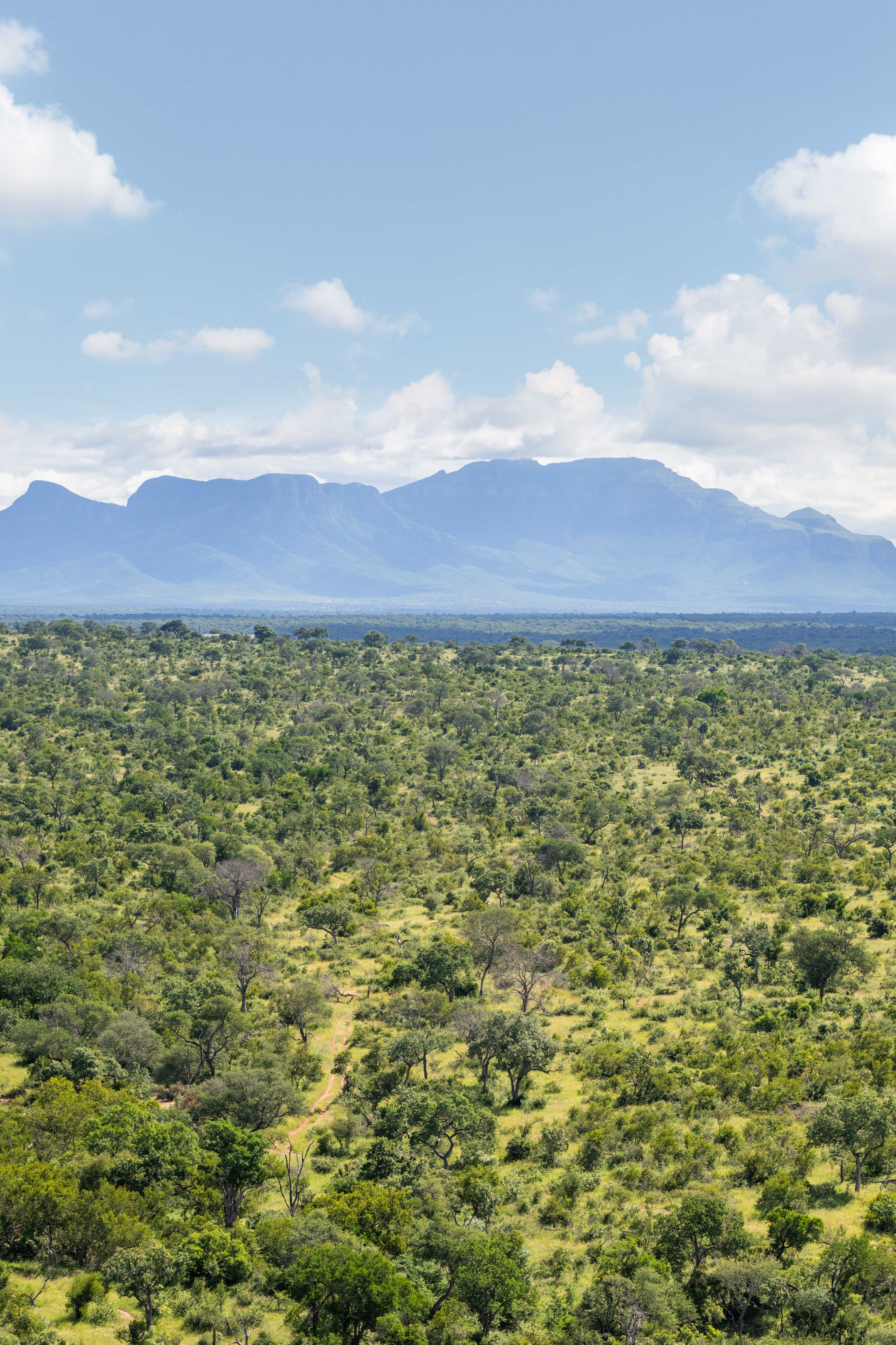 The Bush Triptych, South Africa
