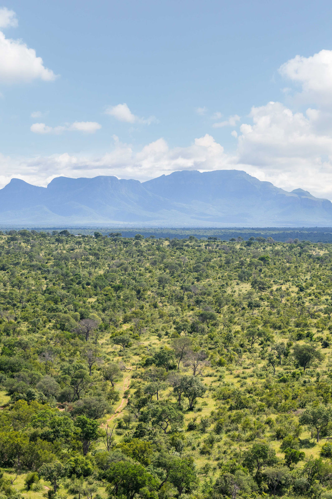 The Bush Triptych, South Africa by Gray Malin