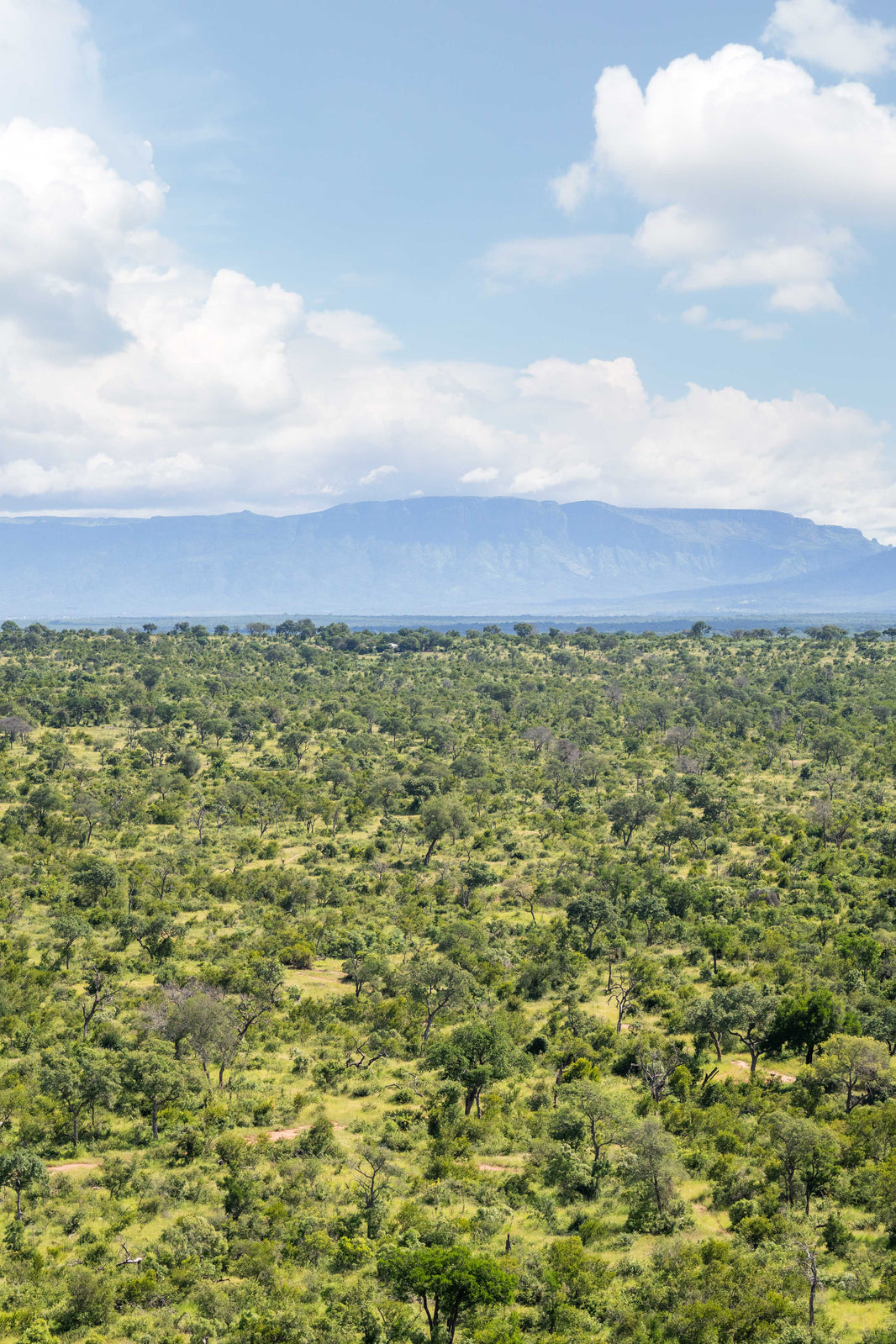 The Bush Triptych, South Africa by Gray Malin