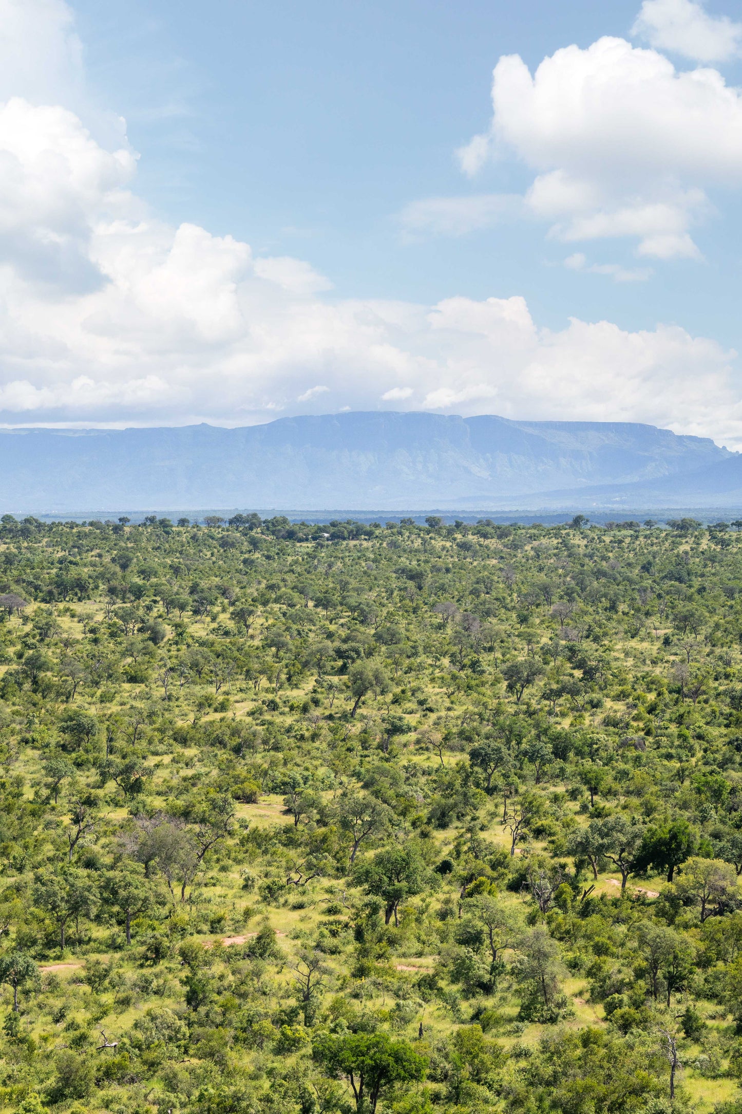 The Bush Triptych, South Africa