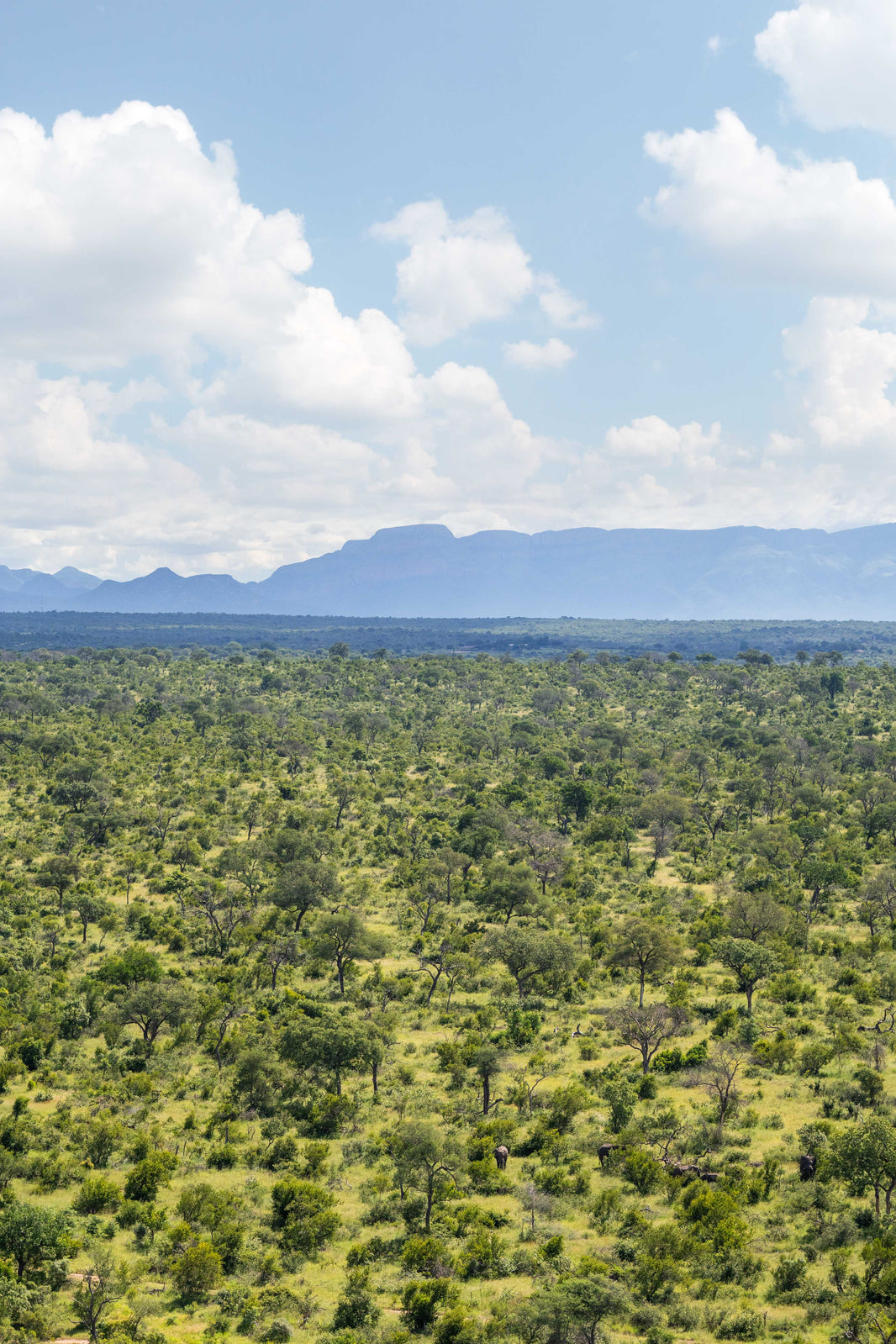 The Bush Triptych, South Africa by Gray Malin