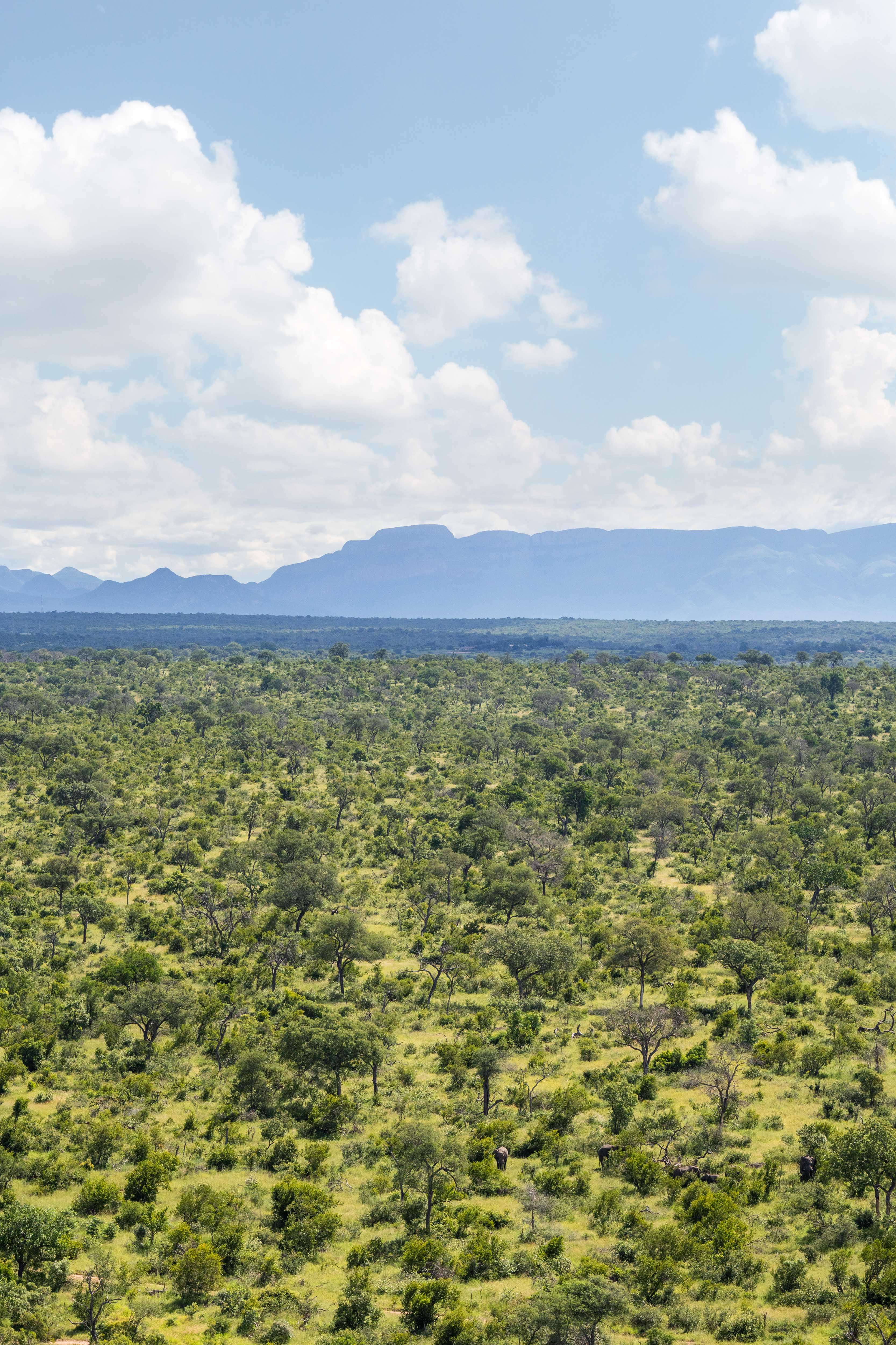 The Bush Triptych, South Africa