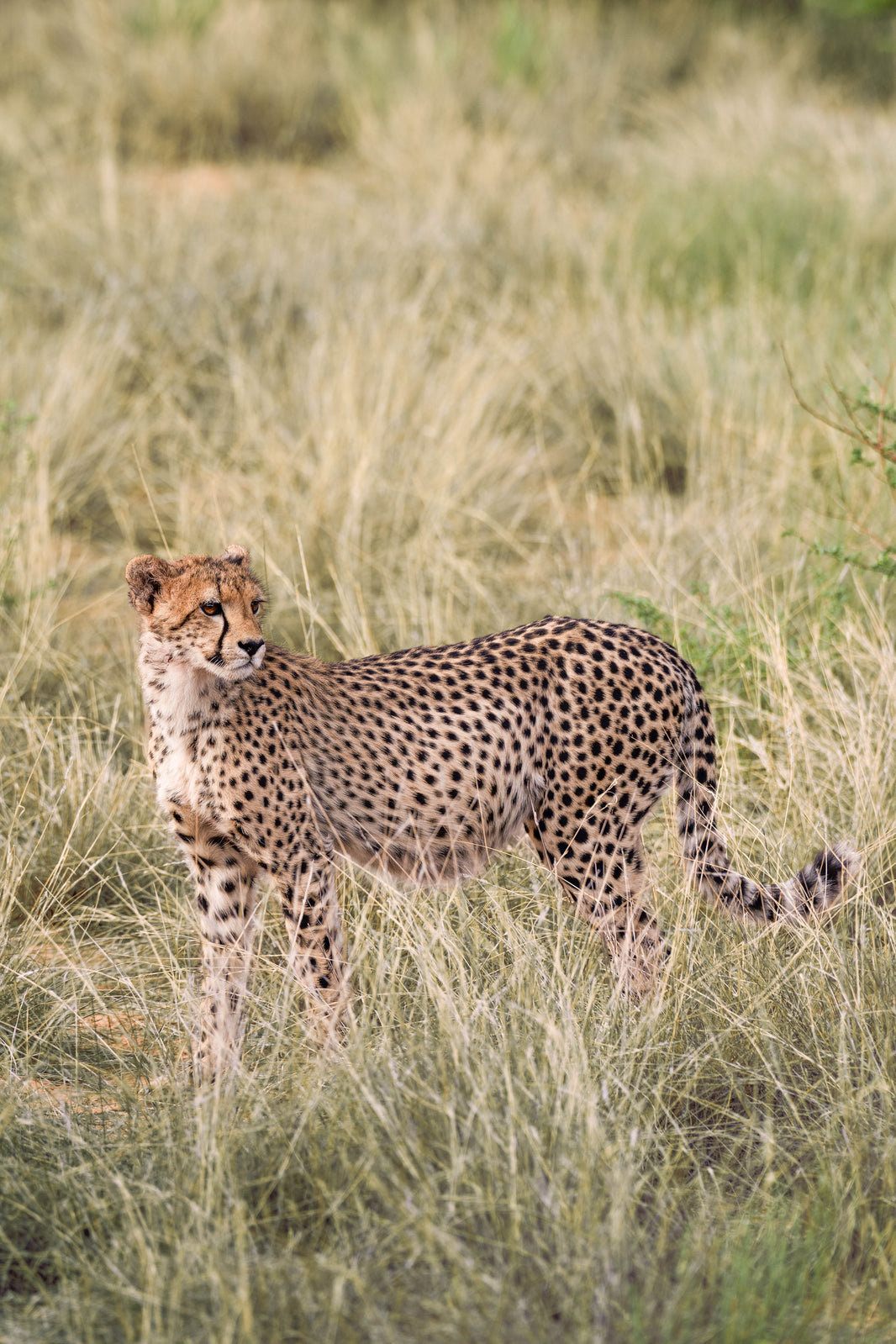 The Cheetah, South Africa by Gray Malin