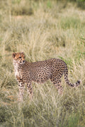 The Cheetah, South Africa