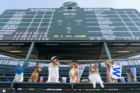 The Crowd Goes Wild, Wrigley Field, Chicago