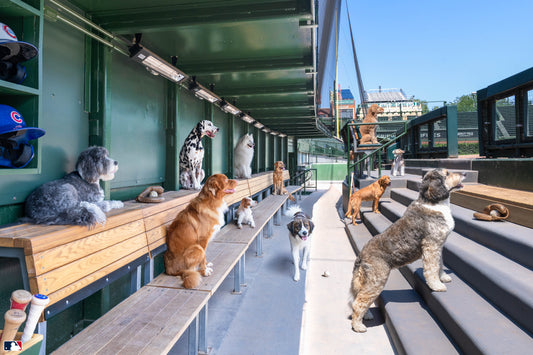 The Dugout, Wrigley Field, Chicago