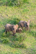 The Elephant Family, South Africa