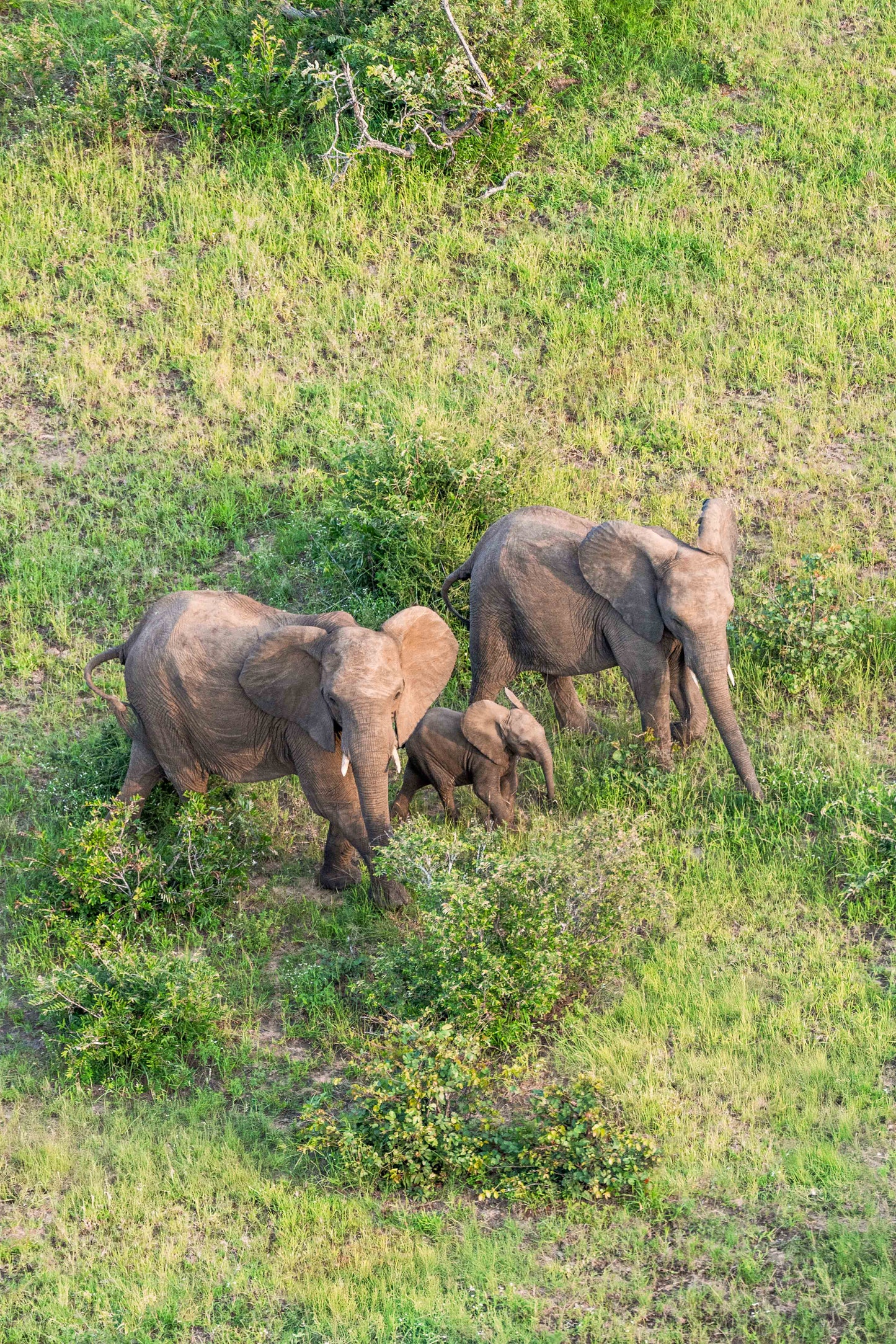 The Elephant Family, South Africa