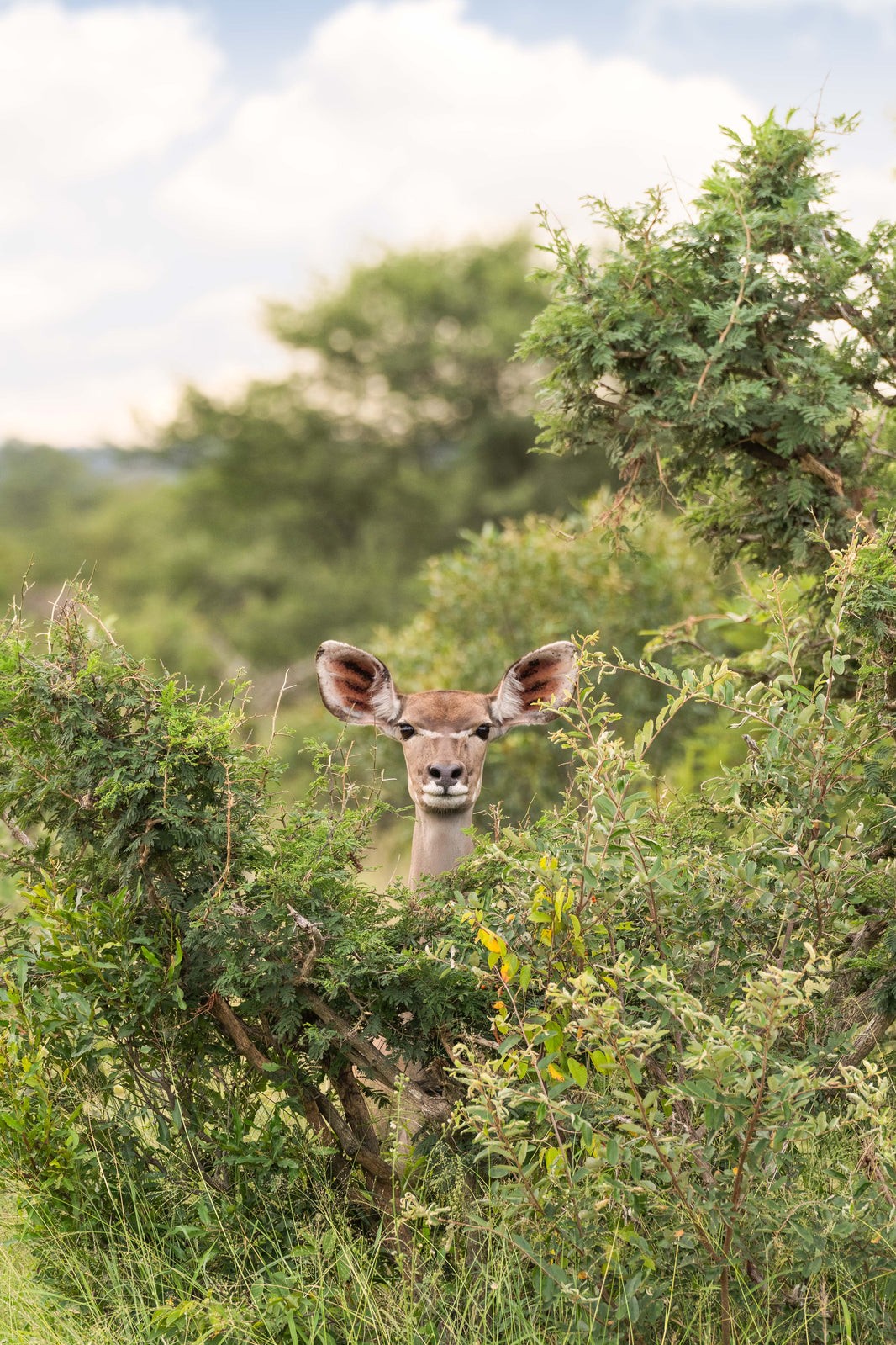 The Female Kudu, South Africa by Gray Malin