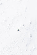 The Fox, Yellowstone National Park