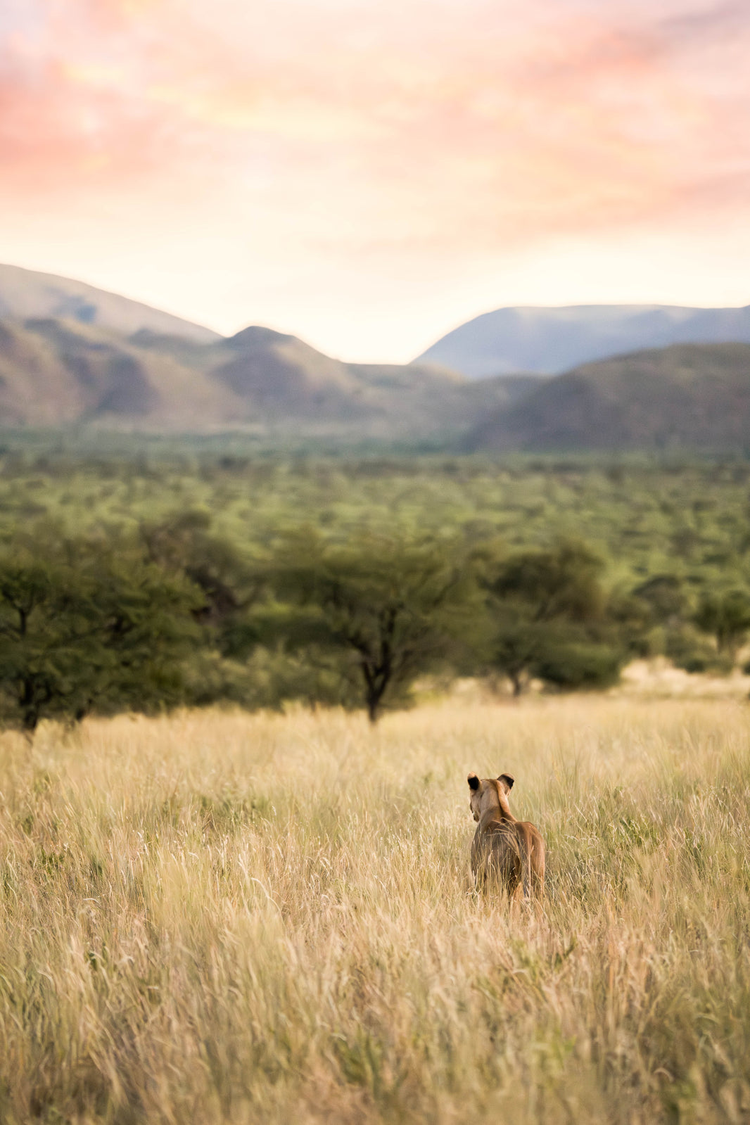 The Hunt, South Africa by Gray Malin