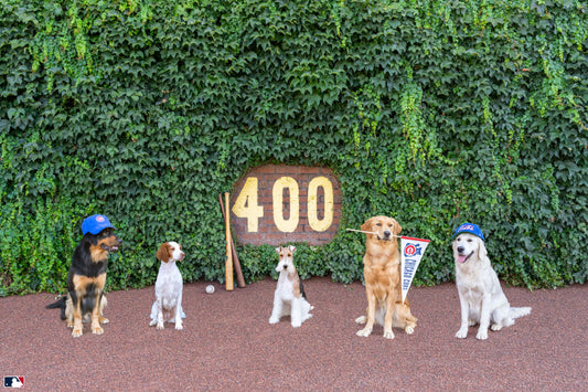 The Ivy League, Wrigley Field, Chicago