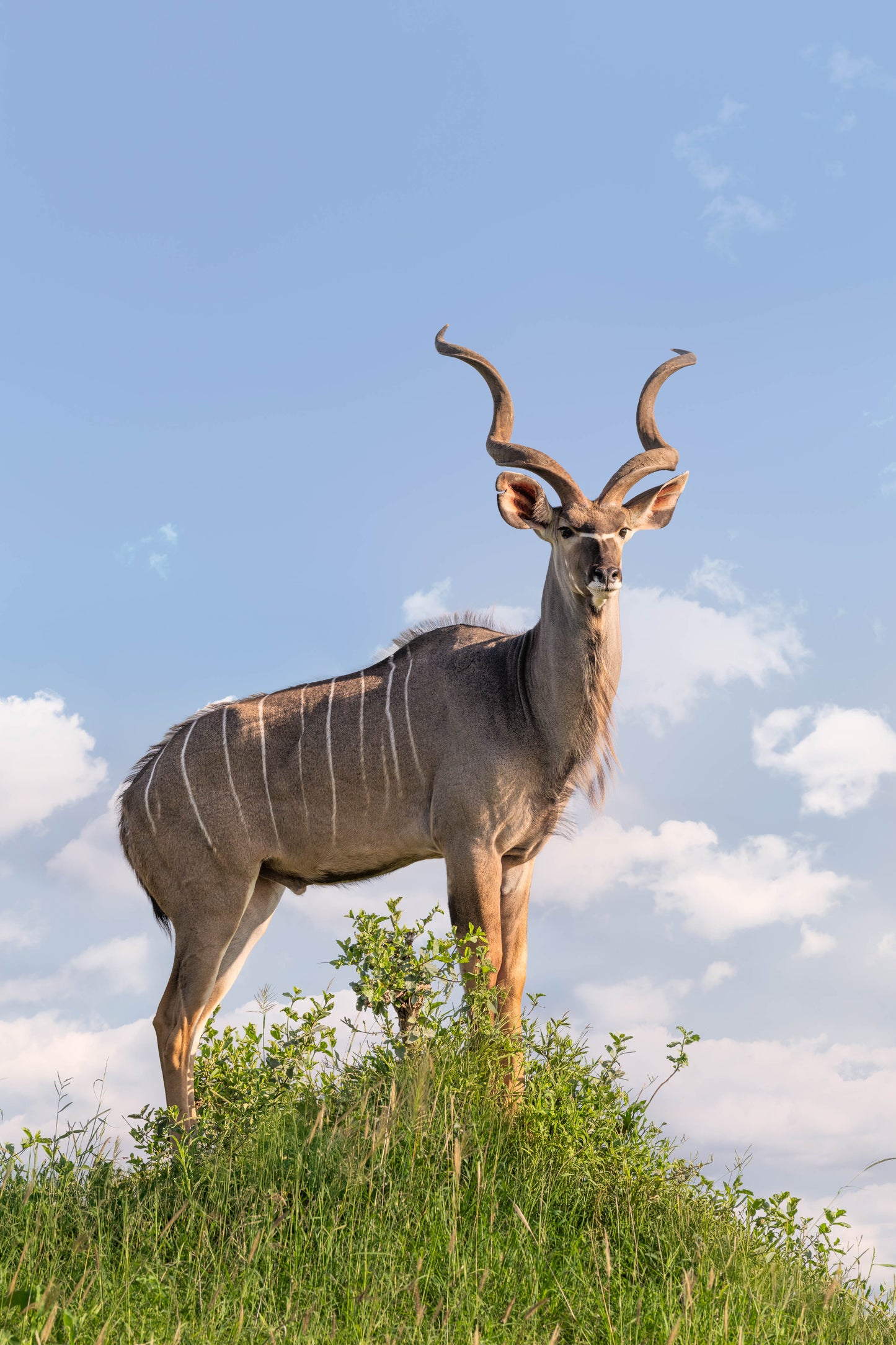 The Kudu, South Africa