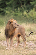 The Lion, South Africa