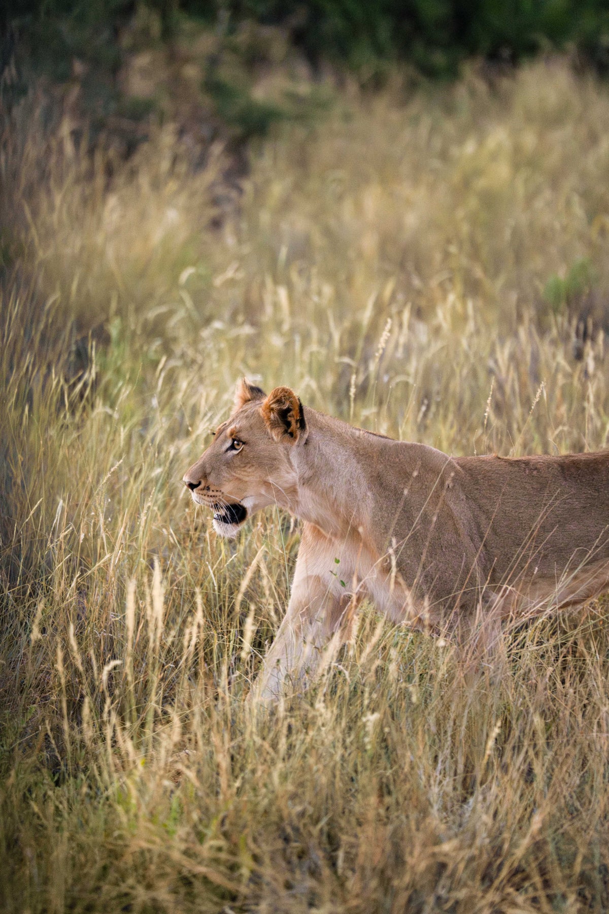 The Lioness, South Africa