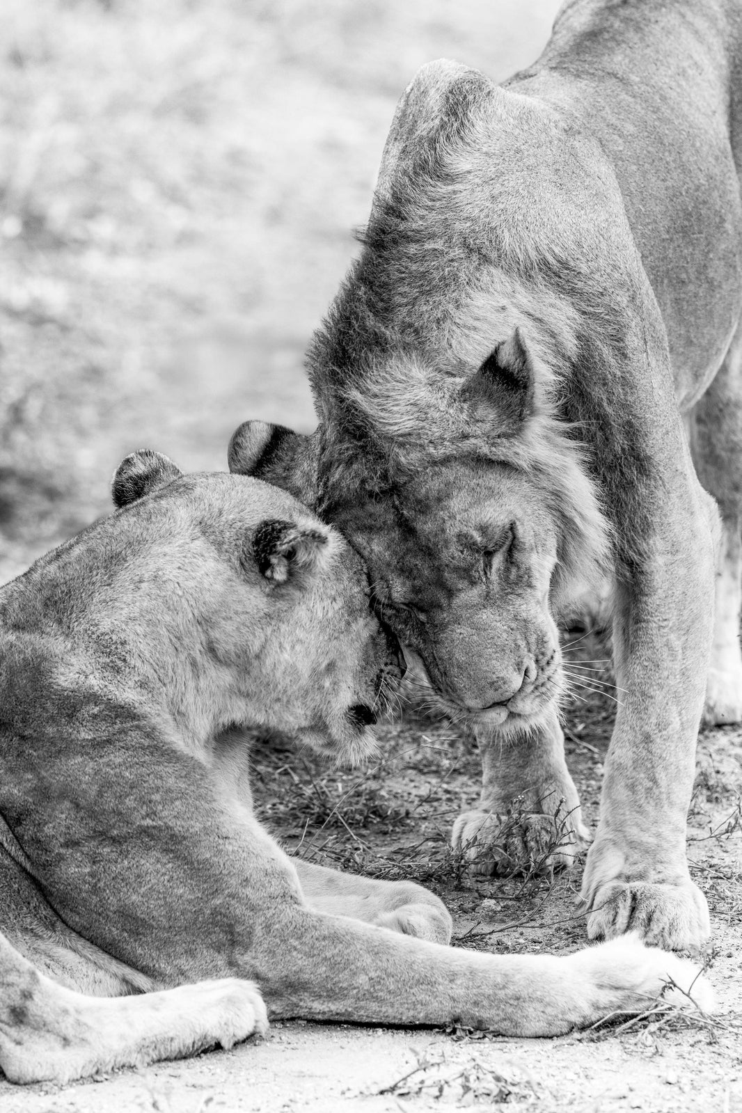 The Lions (Black and White), South Africa by Gray Malin