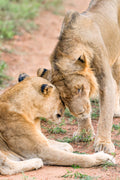 The Lions, South Africa