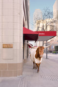 The Longhorn Vertical, Neiman Marcus, Downtown Dallas