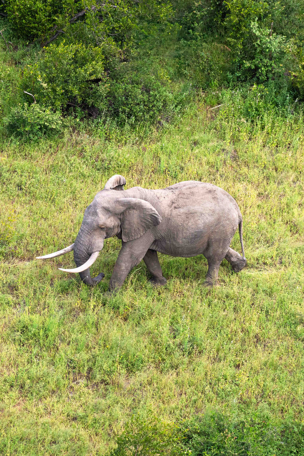 The Male Elephant, South Africa by Gray Malin