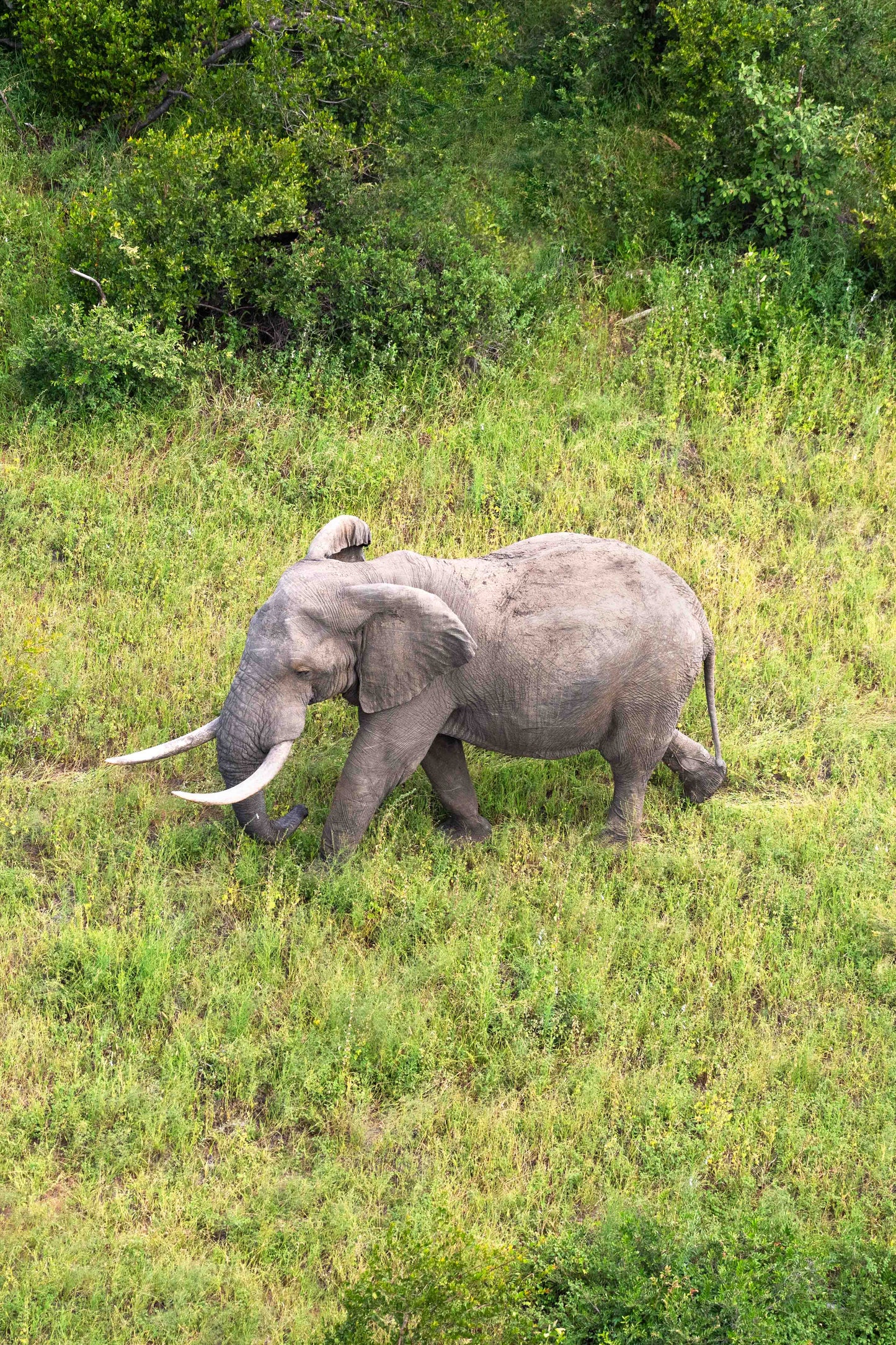 The Male Elephant, South Africa