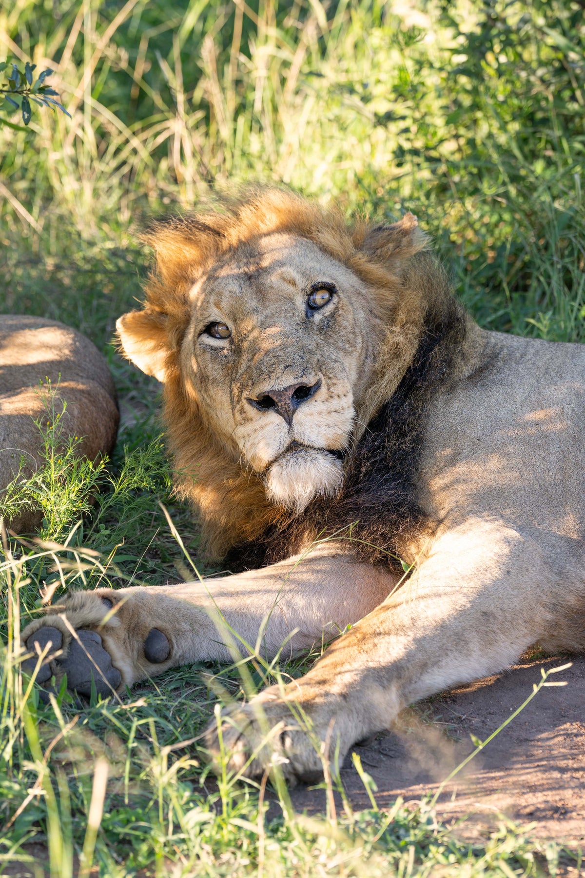 The Male Lion, South Africa