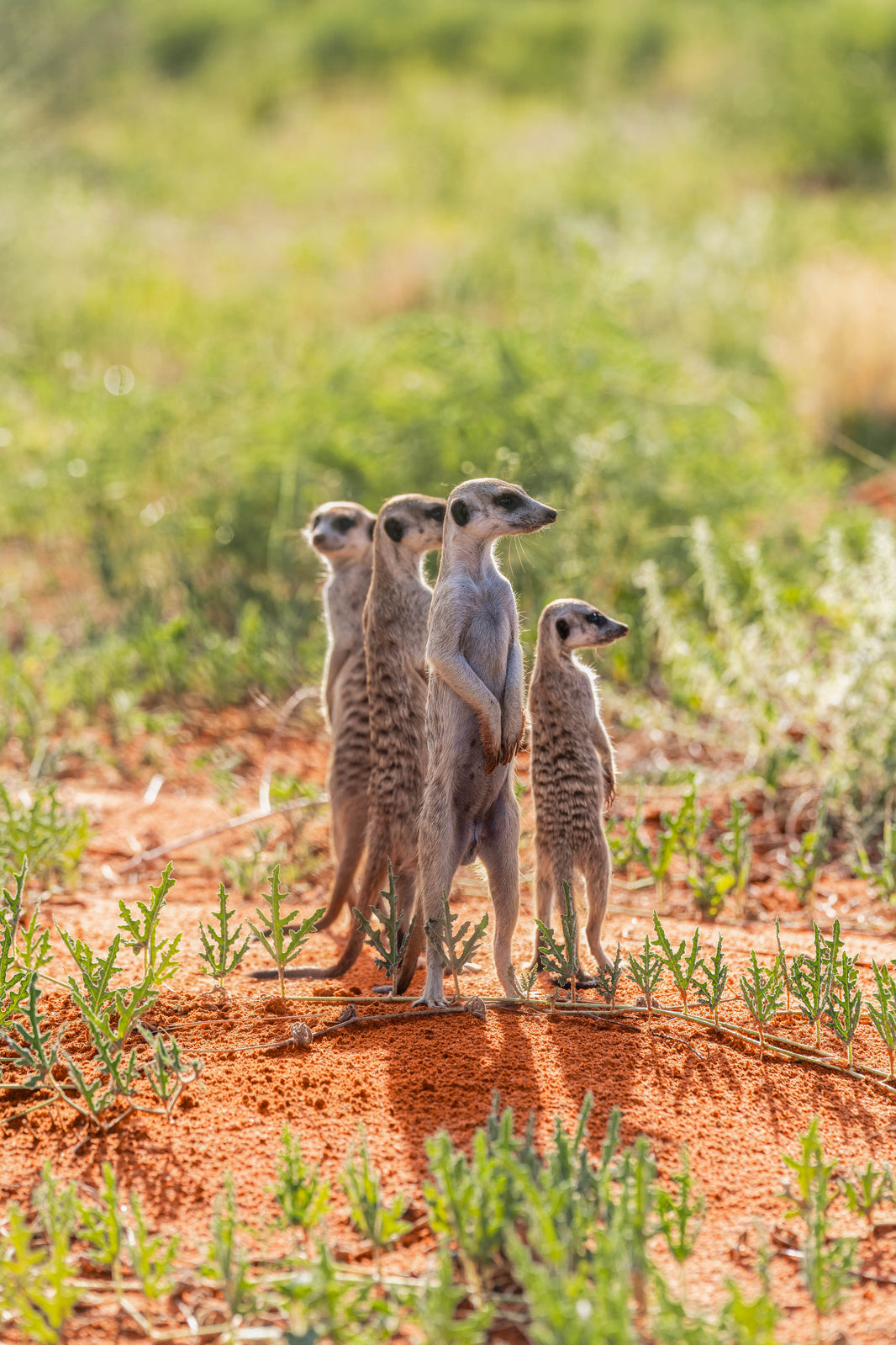 The Meerkat Clan, South Africa by Gray Malin