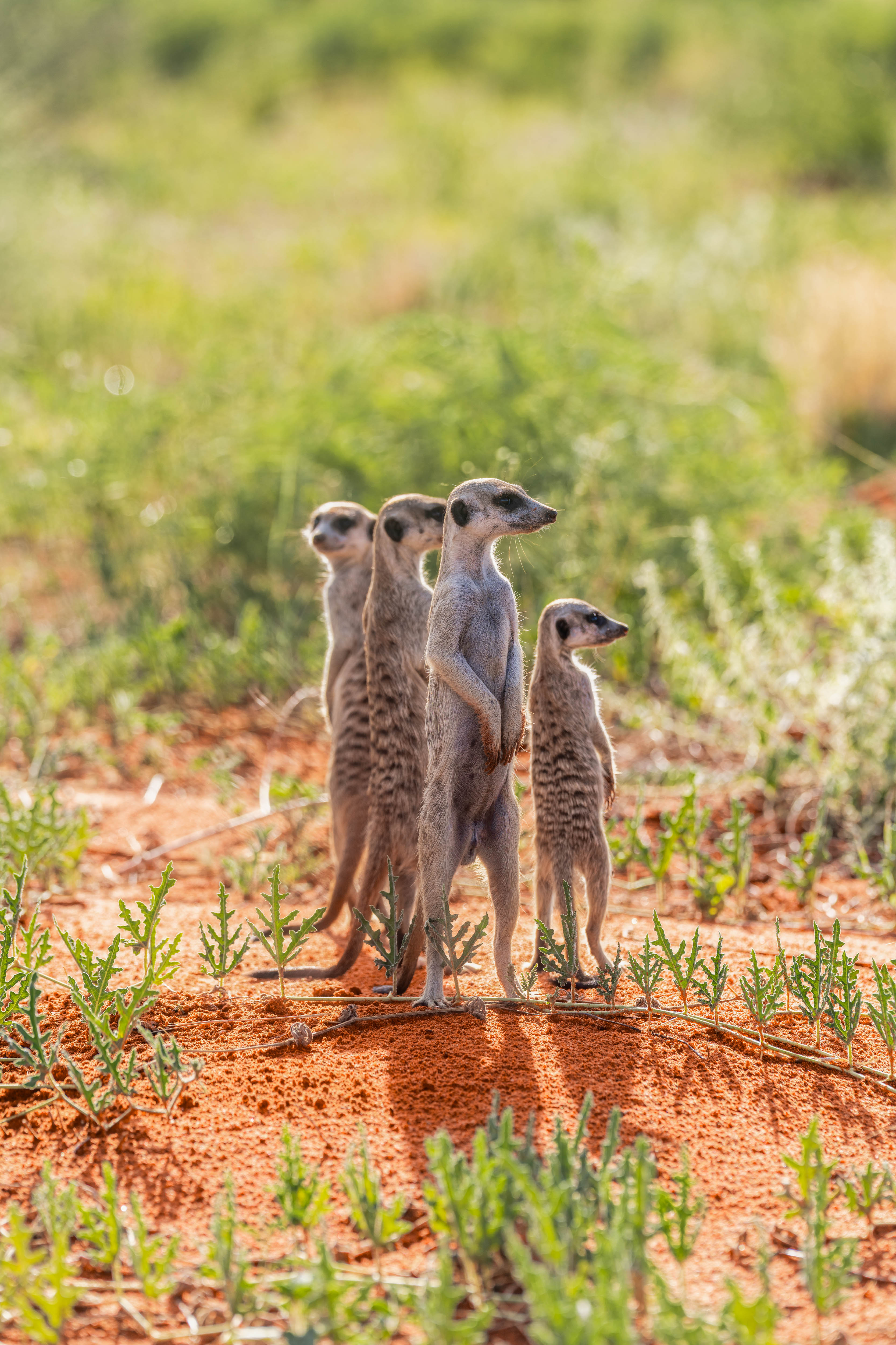 The Meerkat Clan, South Africa
