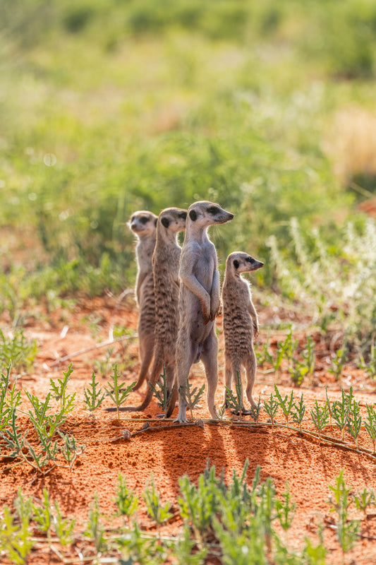 The Meerkat Clan, South Africa