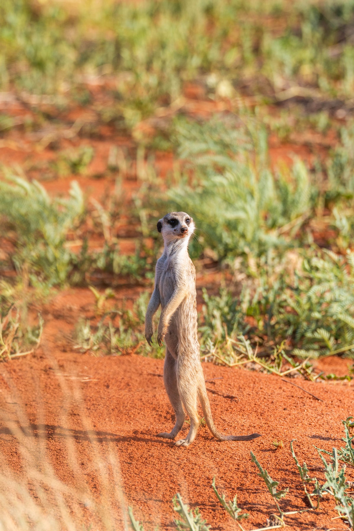 The Meerkat, South Africa