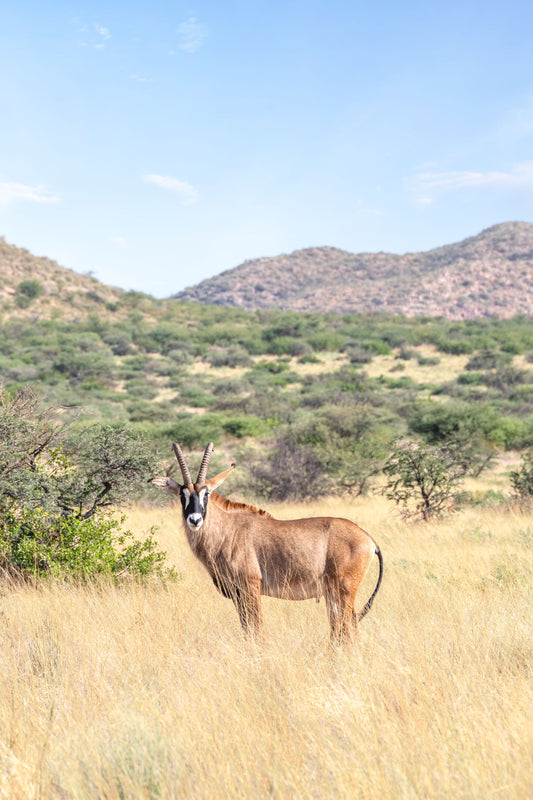 The Oryx, South Africa